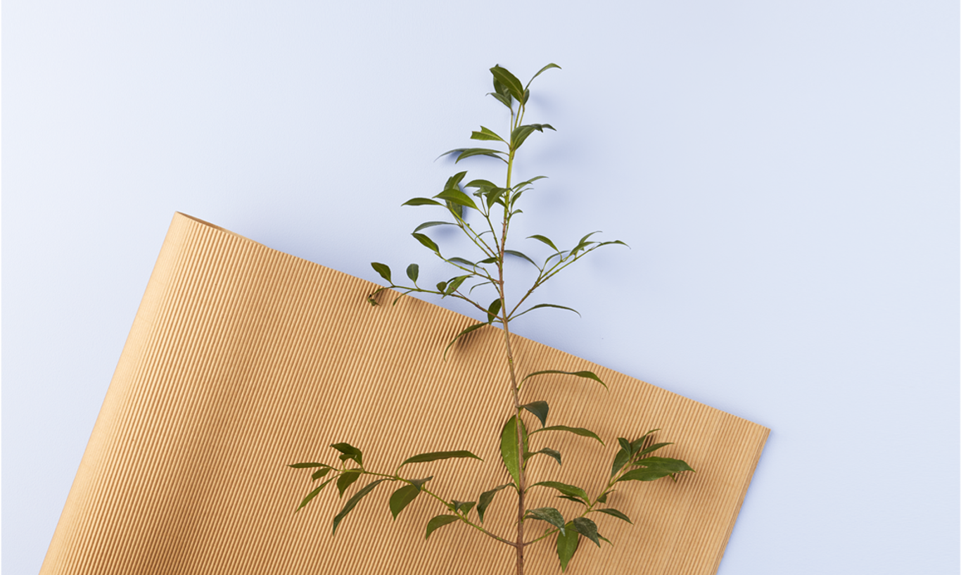 A small plant with green leaves placed diagonally on a sheet of brown paper against a light blue background.